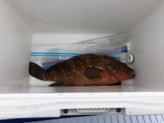 キジハタの釣果
