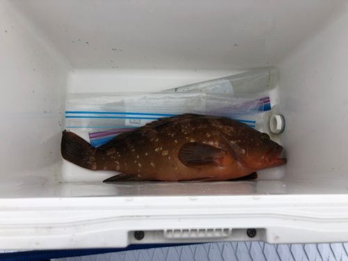 キジハタの釣果