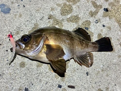 メバルの釣果