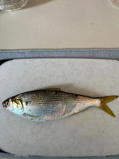 コノシロの釣果