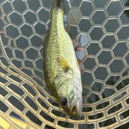 ラージマウスバス