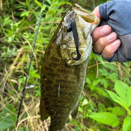 スモールマウスバス