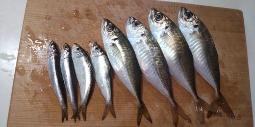 アジの釣果
