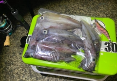マイカの釣果