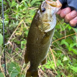 スモールマウスバス