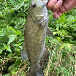 スモールマウスバス