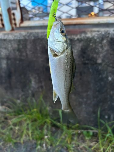 セイゴ（タイリクスズキ）の釣果