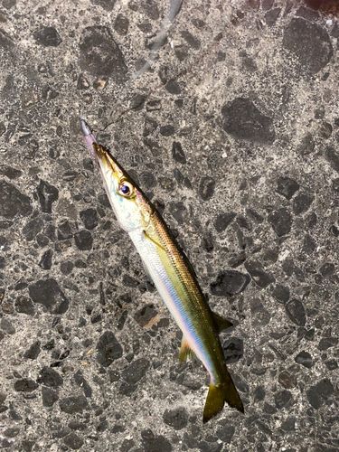 アカカマスの釣果