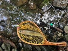 イワナの釣果