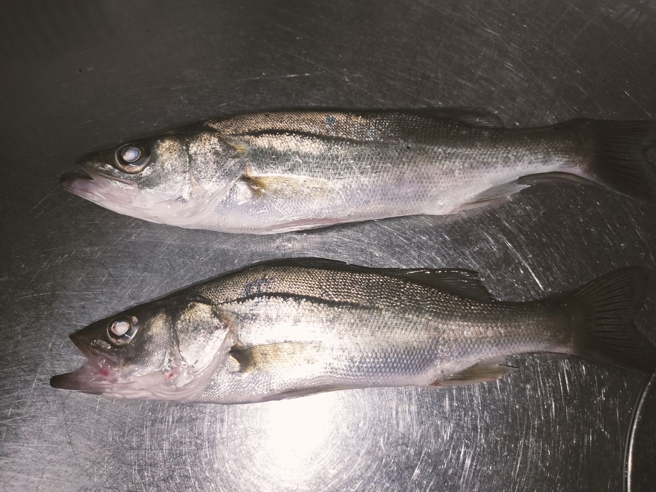 セイゴ（ヒラスズキ）