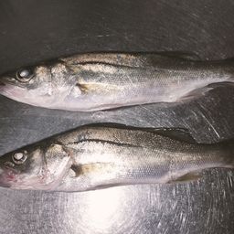 セイゴ（ヒラスズキ）