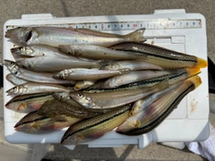 キスの釣果