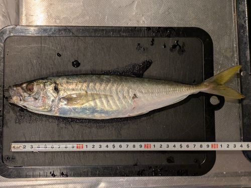 マルアジの釣果