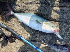 ハマチの釣果