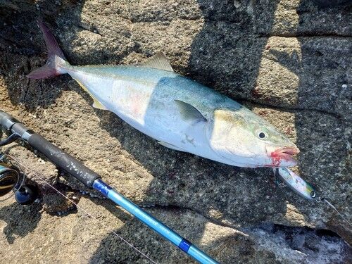 ハマチの釣果