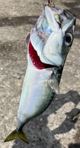 サバの釣果