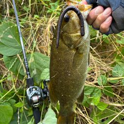 スモールマウスバス