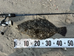 ヒラメの釣果