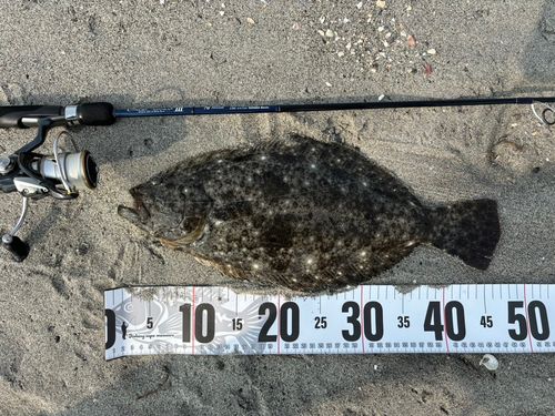 ヒラメの釣果