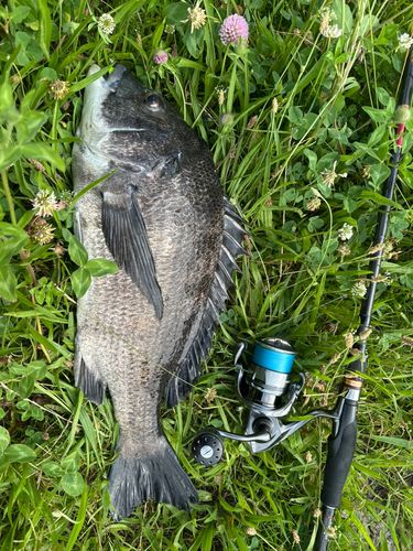 クロダイの釣果