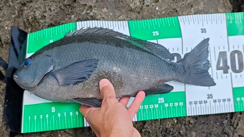 クチブトグレの釣果