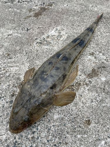 マゴチの釣果