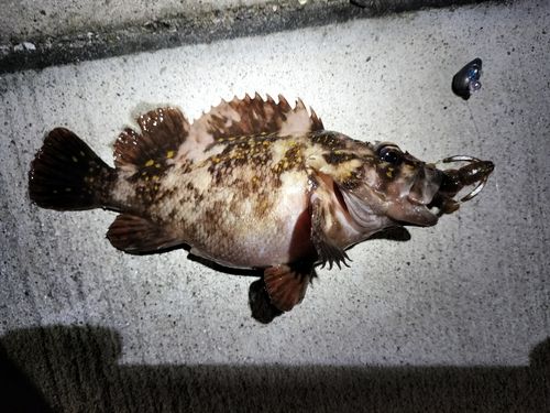 オウゴンムラソイの釣果