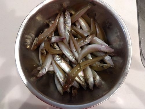 キスの釣果