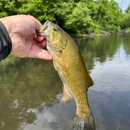 スモールマウスバス