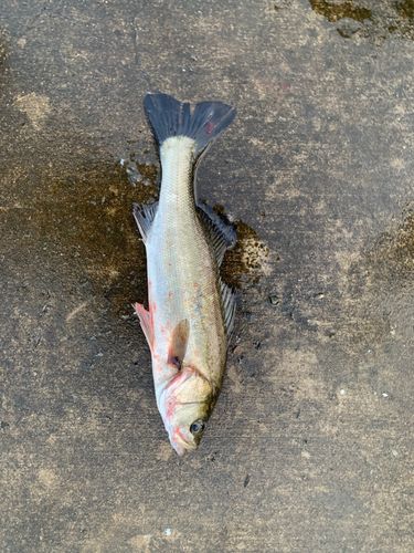 フッコ（マルスズキ）の釣果