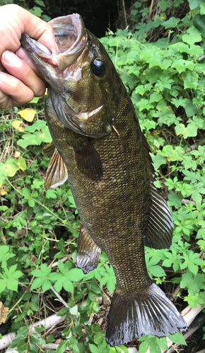 スモールマウスバスの釣果