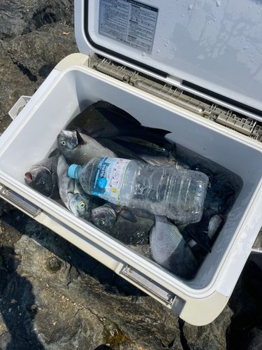 オナガグレの釣果