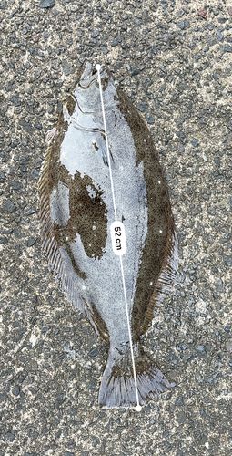 ヒラメの釣果