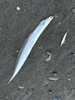 タチウオの釣果