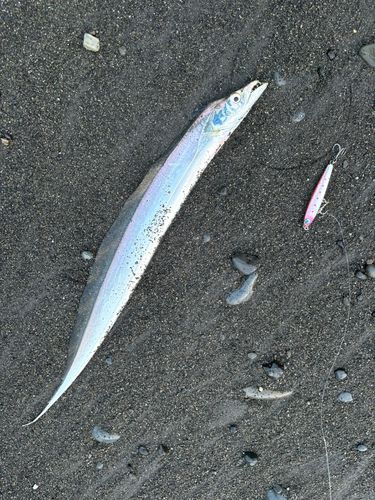 タチウオの釣果