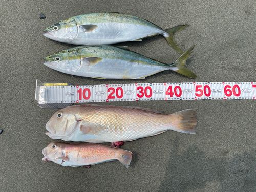アマダイの釣果