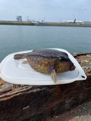 ハコフグの釣果