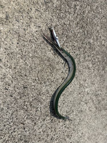 ダツの釣果