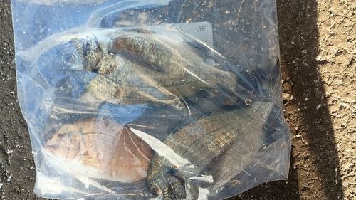チヌの釣果