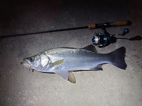 スズキの釣果