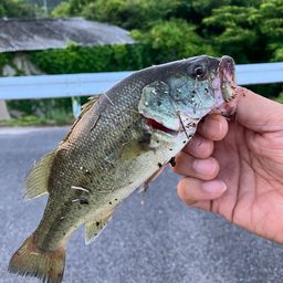 ブラックバス
