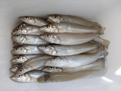 キスの釣果