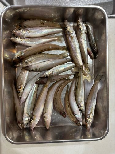 シロギスの釣果