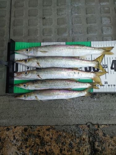 カマスの釣果
