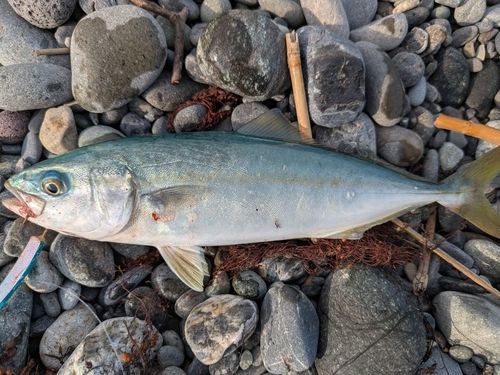 ワカシの釣果