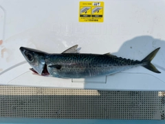 サバの釣果