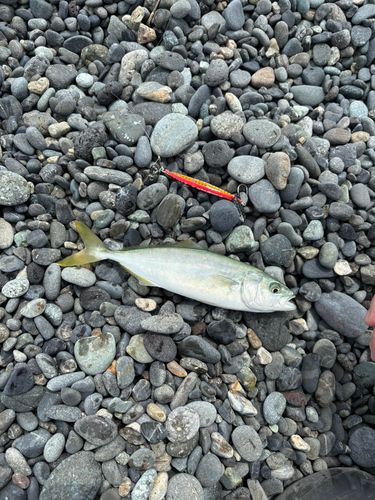 ワカシの釣果