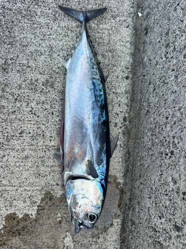 マルソウダの釣果