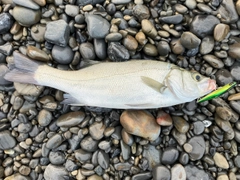 ヒラスズキの釣果