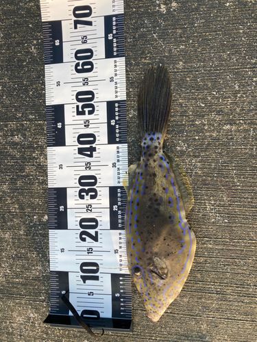 ソウシハギの釣果